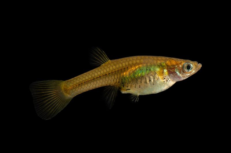 Gila Topminnow