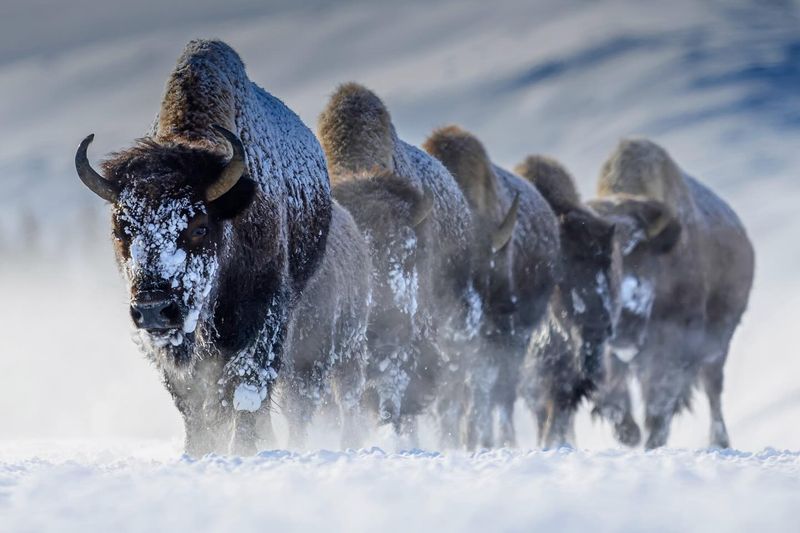 Winter Warriors
