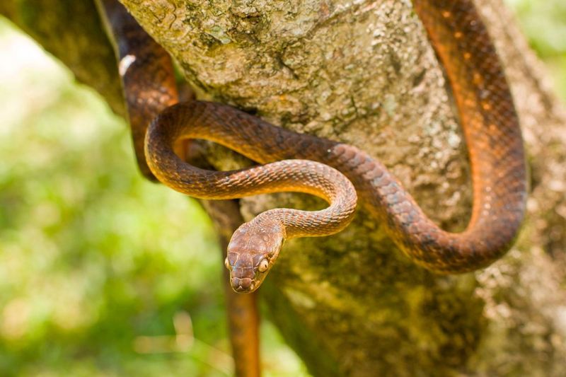 Snakes That Changed An Island