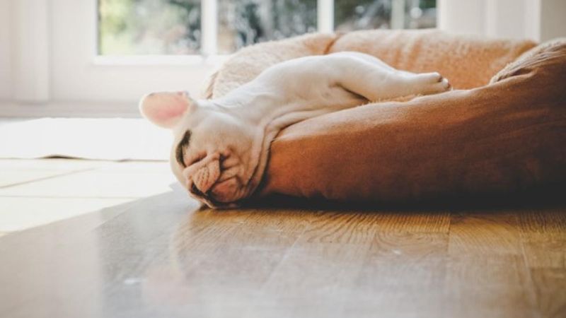 The Deep Sleep Twitch