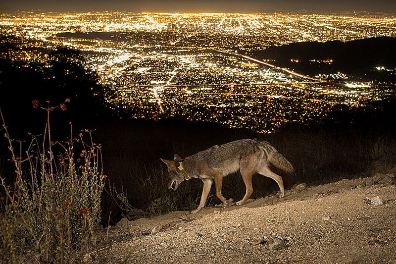 Concrete Jungle Coyotes: Urban Adapters