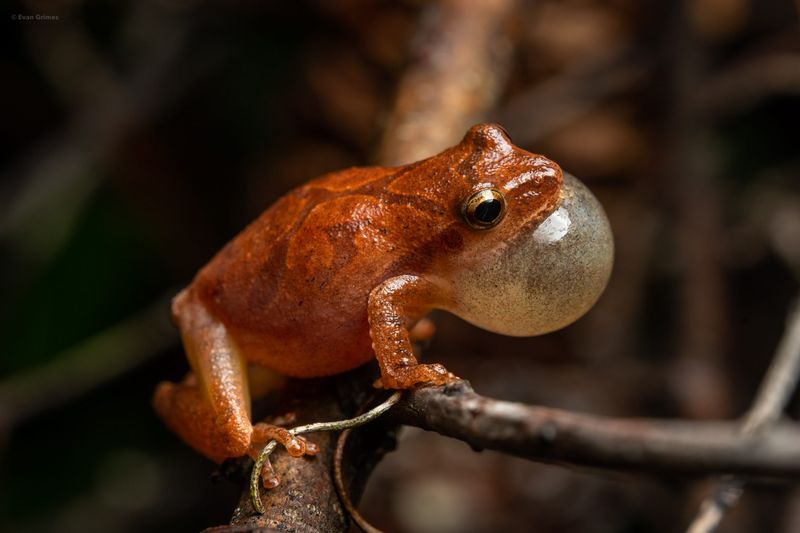 Comeback Kid: Spring Peeper