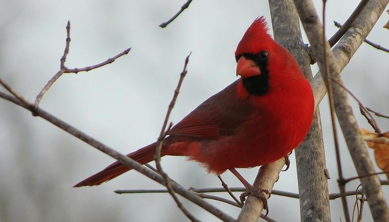 Melodious Cardinals