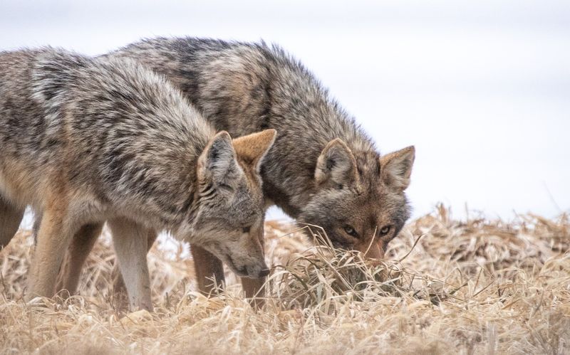 Female Coyote Urine: Love Is In The Air
