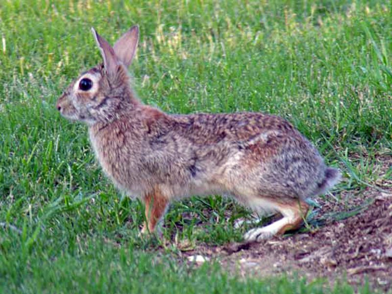 Rabbit