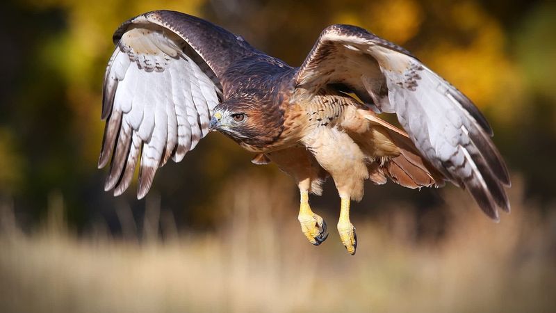 Hawks Balance Small Mammal Populations