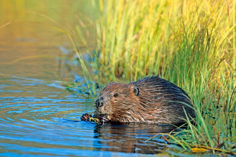 Beaver Colonies Reshaping Streams