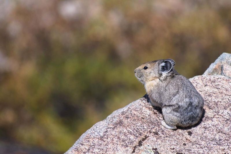 Pika
