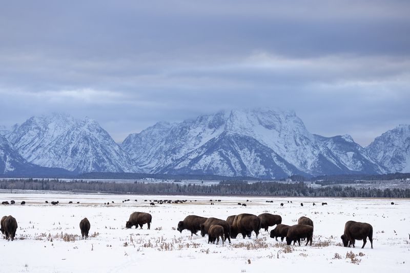 Grand Teton's Mountain Migrants