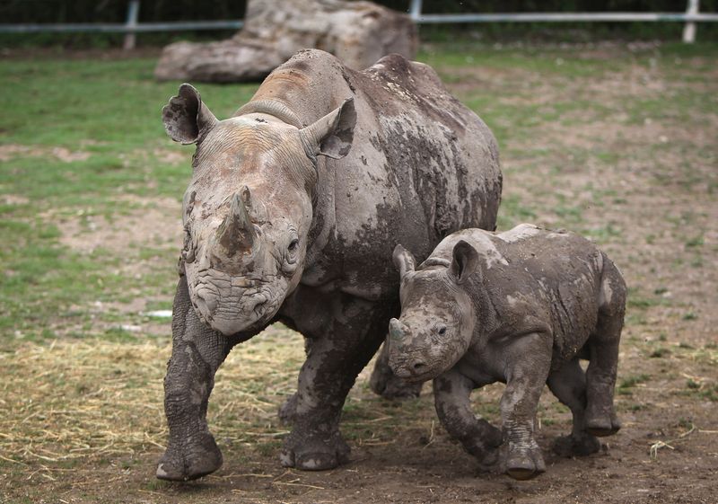 Western Black Rhino