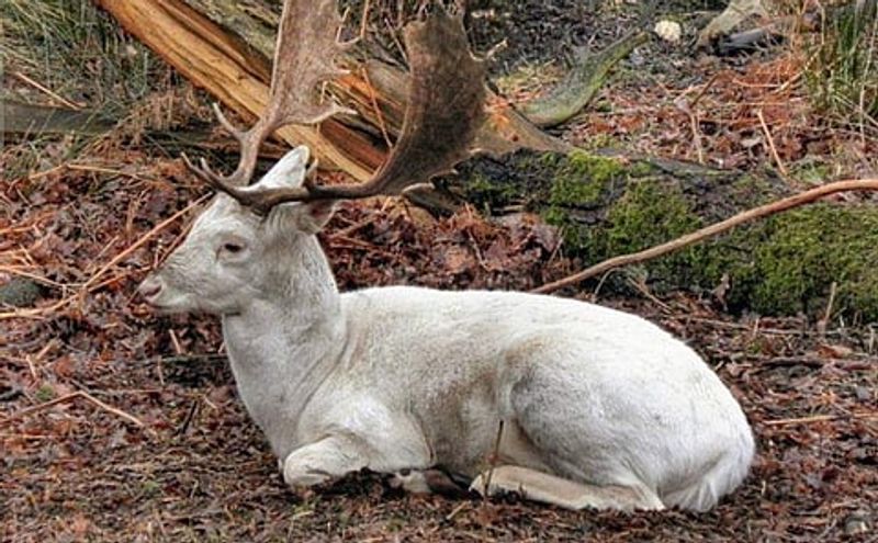 Schomburgk's Deer: Thailand's Forest Dweller