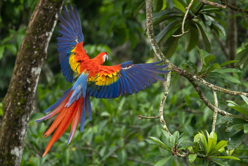 Scarlet Macaws