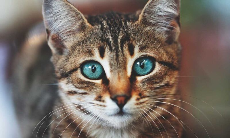Clear Eyes And Alert Ears