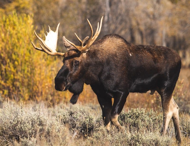 Moose
