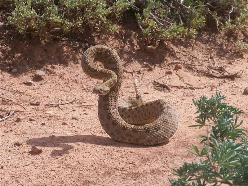 Western Rattlesnake