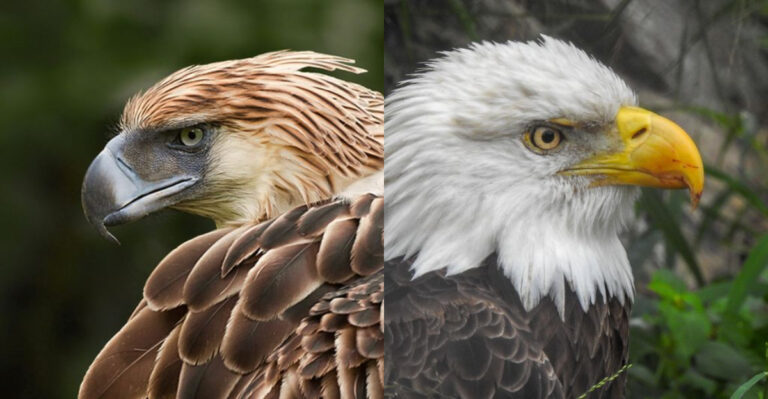 Bald Eagle Vs. Philippine Eagle: 14 Powerful Facts That Reveal The Stronger Bird