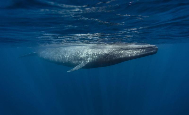 Blue Whale – Ocean Giant's Second Chance