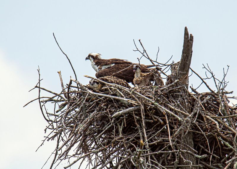 Ospreys' High-Rise Penthouses