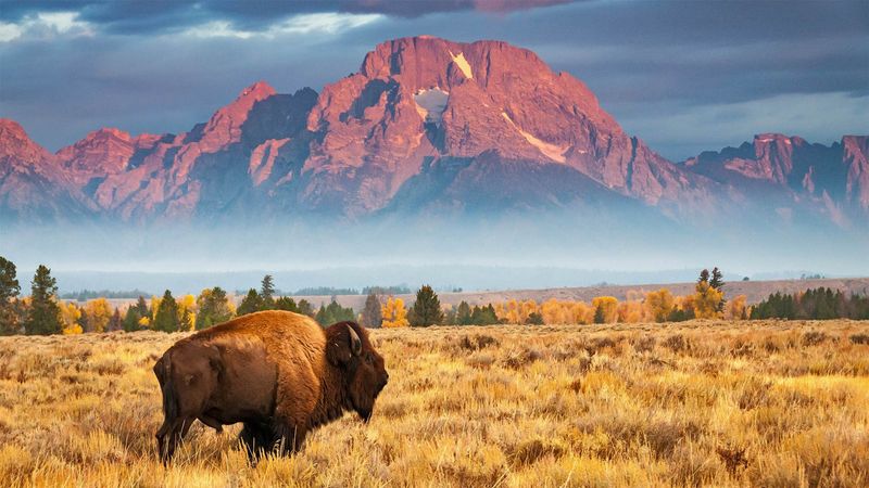 American Bison In Grand Teton