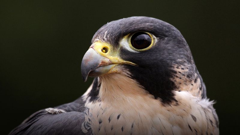 Falcons Protect Airport Safety