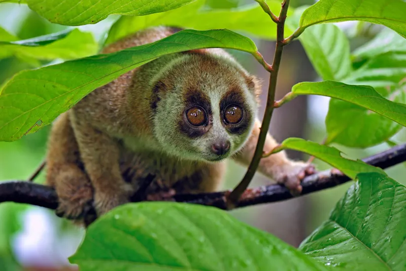 Slow Loris: Adorably Venomous