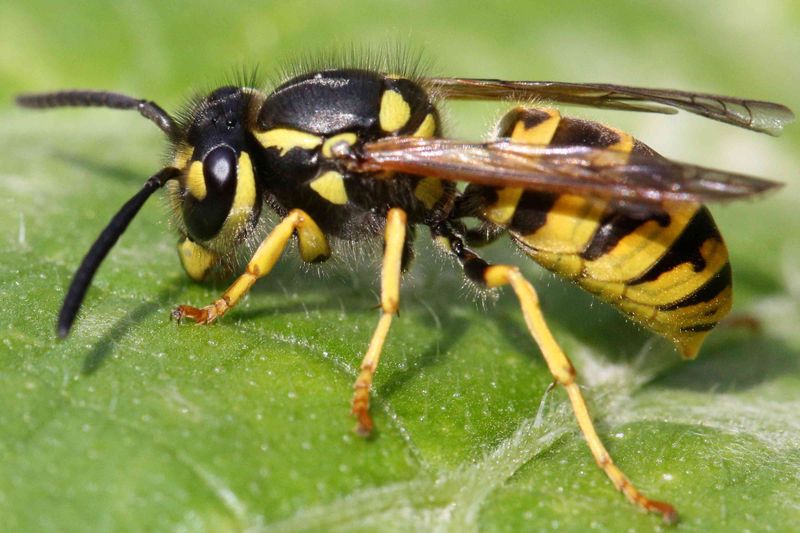 Yellowjacket Wasp