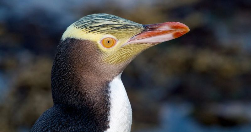Yellow-Eyed Penguin