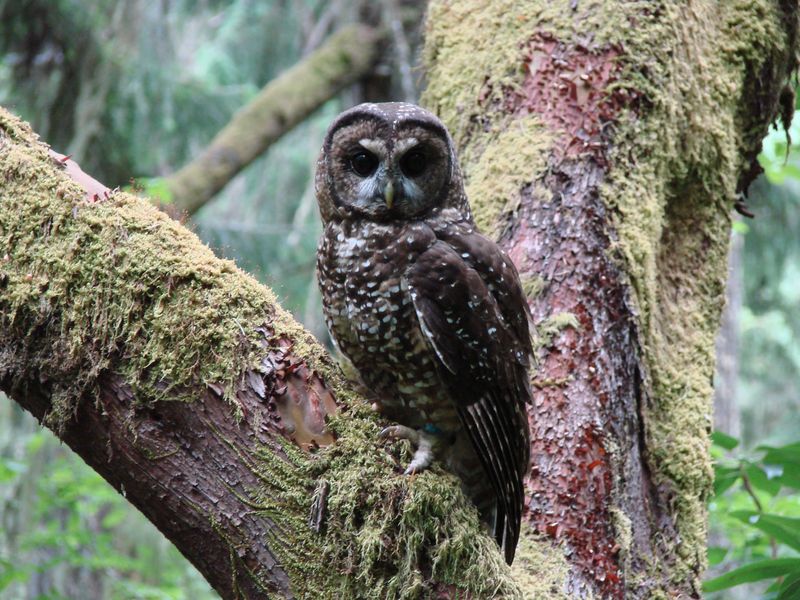 Northern Spotted Owl
