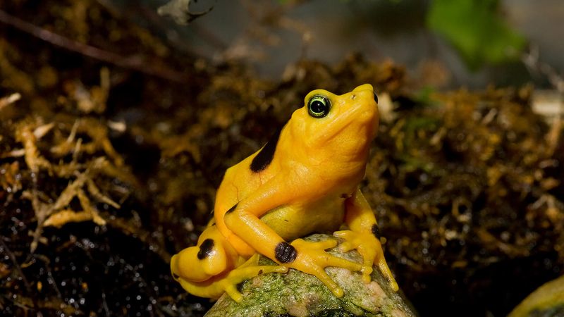 Panamanian Golden Frog