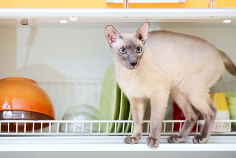 Peterbald Personal Assistants