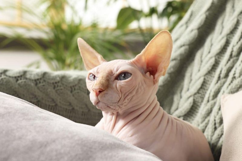 Sphynx: The Naked Genius