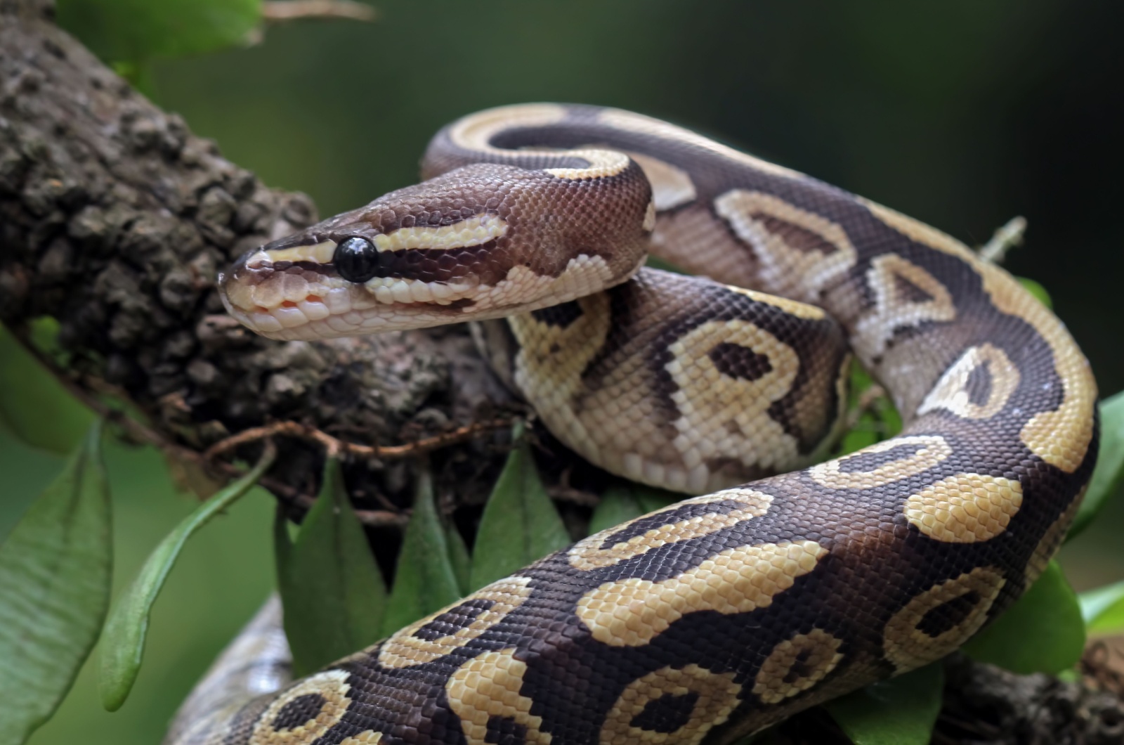  Ball Python