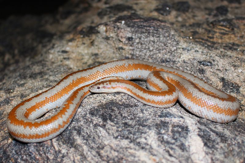 Rosy Boa: The Laid-Back Lounger