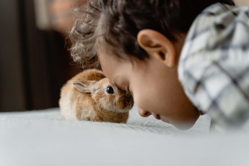 Rabbits: Binky-Jumping Bundles Of Joy