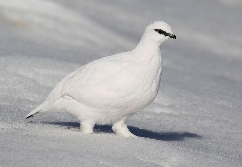 Snowfield Specialist: The Ptarmigan