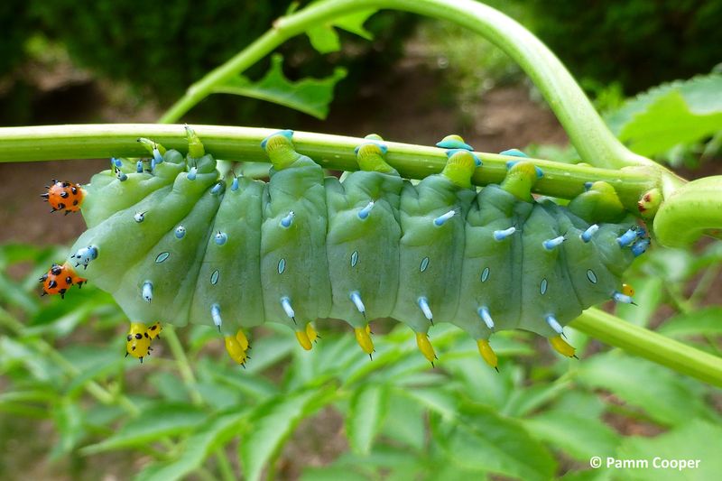 Silver Y Moth Caterpillar