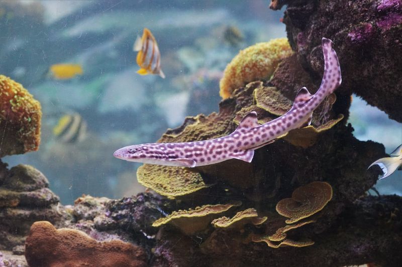 Coral Catshark: The Living Masterpiece