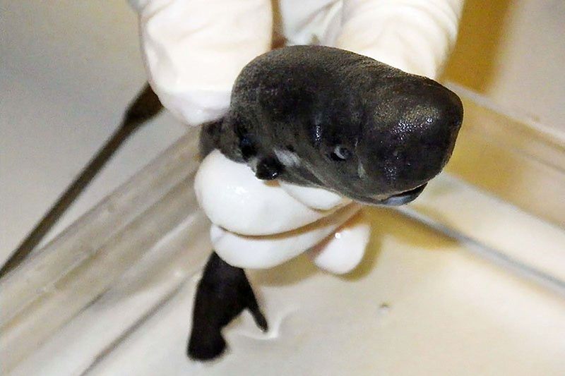 Pocket Shark: The Tiny Glow-Pocket Wonder