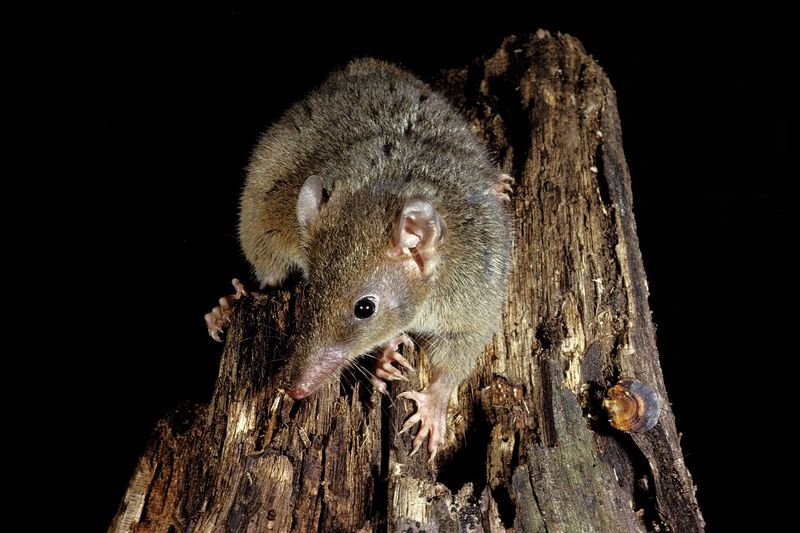 Antechinus: Mating Frenzy To Fatal Finish