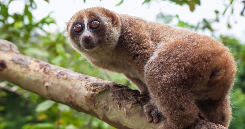 Loris