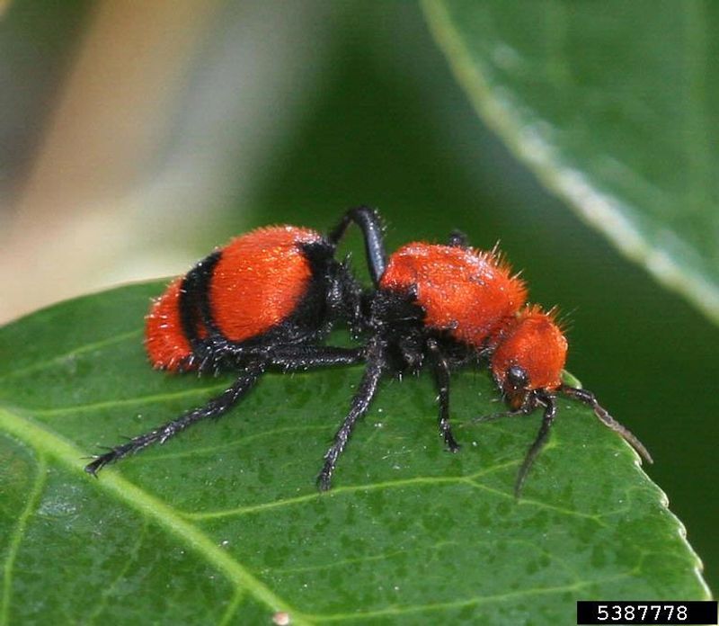 Red Velvet Ant