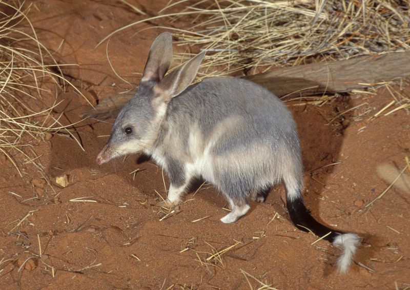 Bilby: Australia's Long-Eared Desert Hopper