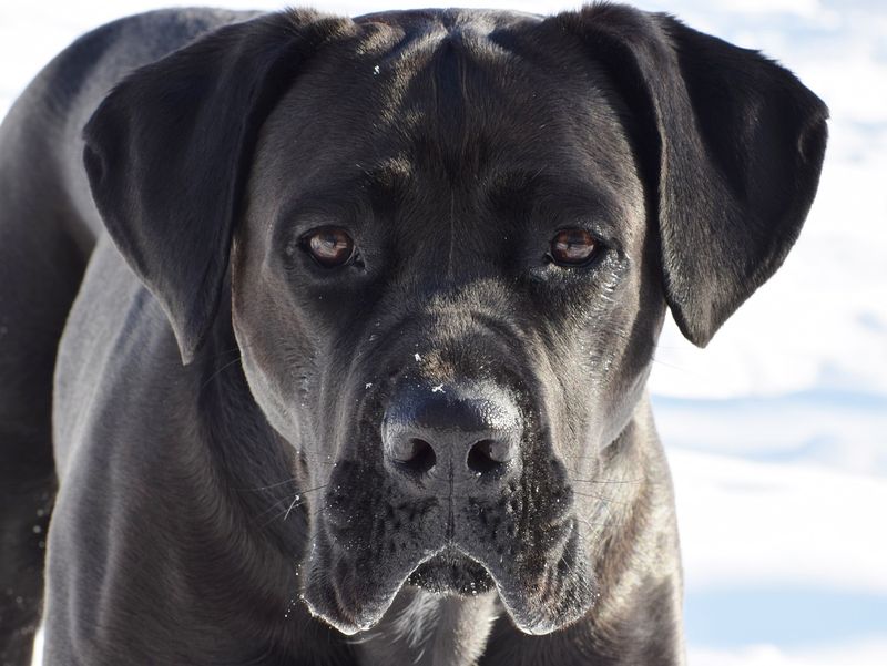 Cane Corso: The Roman War Machine