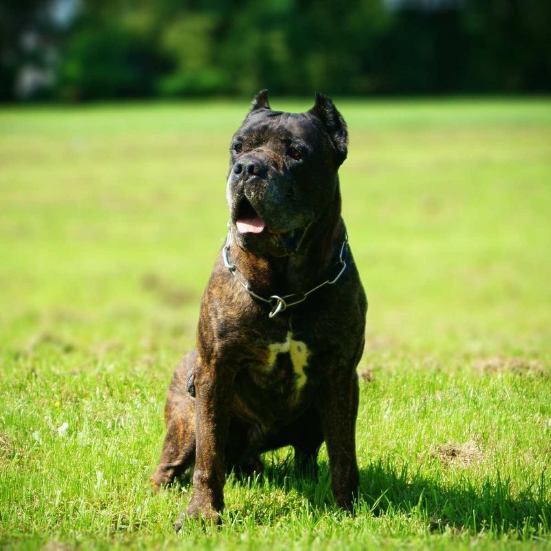 Bandog