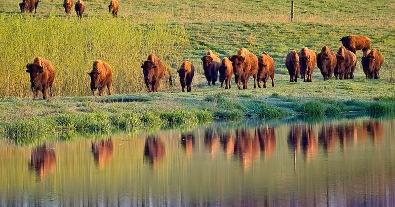 Nachusa Grassland's Prairie Pioneers