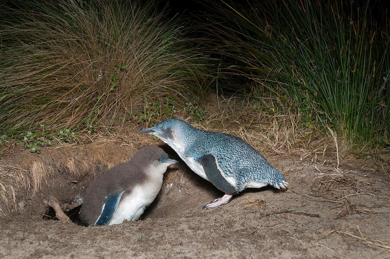 Little Penguin