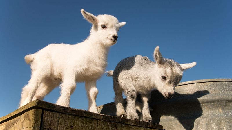 Pygmy Goats: Compact Companions