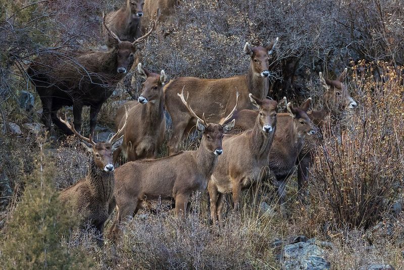 Thorold's Deer