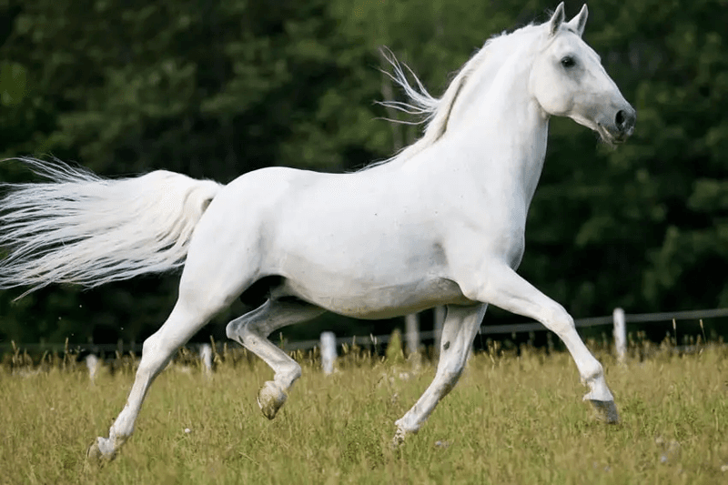 Lipizzaner: Dramatic Performer