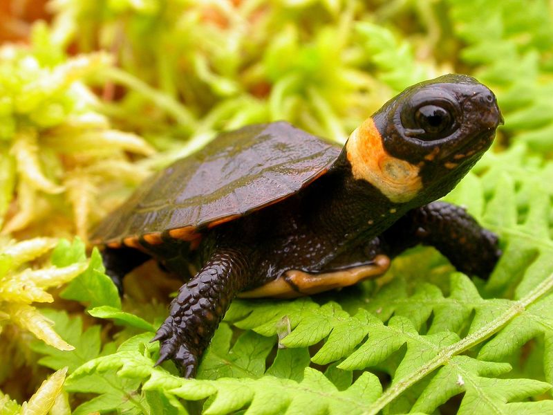 Bog Turtle